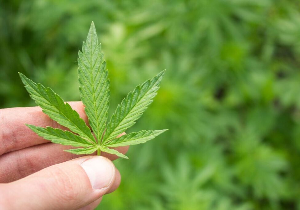 Hand holding a cannabis leaf.